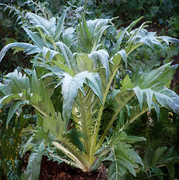 Cardoon produces large amounts of biomass for the compost pile.
